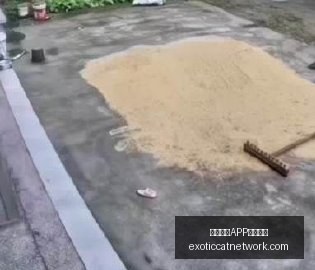 瓦伦西亚教,练点评罗德,里不当言论,熊猫体育,熊猫体育下载,版本更新